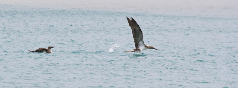 Blue-Footed Boobies Taking Flight